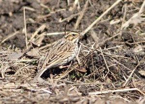 Savannah Sparrow, Florham Park, NJ, Apr. 18, 2015 (photo by Jonathan Klizas)