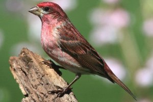 Purple Finch, Warren Twp., Apr. 29, 2015 (photo by Steve Byland)