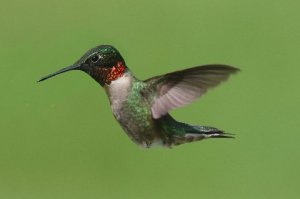 Ruby-throated Humminbird, Warren Twp., Apr. 29, 2015 (photo by Steve Byland)