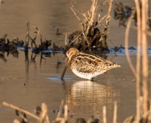 Wilson's Snipe, Melanie Lane, NJ, Apr. 12, 2015 (photo by Chuck Hantis)