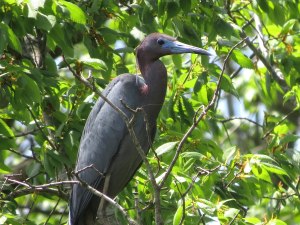 Little Blue Heron, Negri-Nepote Grasslands, NJ, May 11, 2015 (photo by Ernest Hahn)