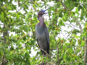Little Blue Heron, Negri-Nepote Grasslands, NJ, May 11, 2015 (photo by Ernest Hahn)