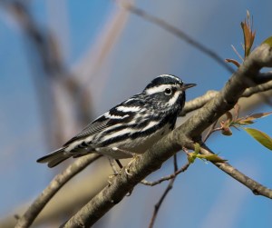 Black-and-white Warbler, Loantaka Brook Reservation, Apr. 30, 2015