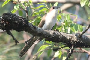 Black-billed Cuckoo, warren Twp., NJ, May 7, 2015 (photo by Steve Byland)