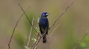 Blue Grosbeak, Negri-Nepote Grasslands, NJ, May 17, 2015 (photo by Chris Thomas)