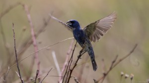 Blue Grosbeak, Negri-Nepote Grasslands, NJ, May 17, 2015 (photo by Chris Thomas)