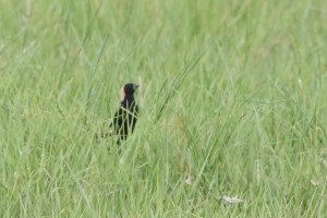 Bobolink, Harding Twp., NJ, May 5, 2015 (photo by Jonathan Klizas)