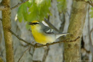 "Brewster's" Warbler (hybrid), Glenhurst Meadows, NJ, May 14, 2015 (photo by Robert Gallucci)