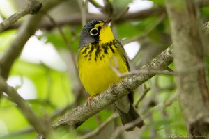 Canada Warbler, Glenhurst Meadows, NJ, May 13, 2015 (photo by Robert Gallucci)