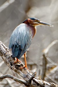 Green Heron, Lord Stirling Park, NJ, May 1, 2015 (photo by Rob Gallucci)