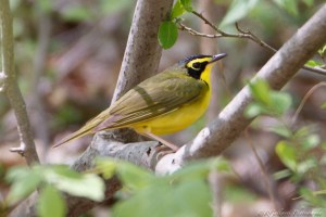 Kentucky Warbler, Long Valley, NJ, May 7, 2015 (photo by Robert Gallucci)