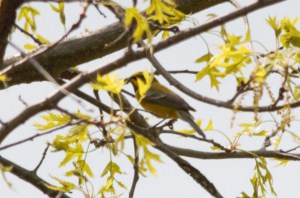 Lawrence's Warbler, Glenhurst Meadows, NJ, May 5, 2015 (photo by Mike Eggers)