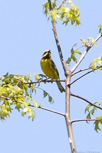 Lawrence's Warbler, Glenhurst Meadows, NJ, May 7, 2015 (photo by Robert Gallucci)