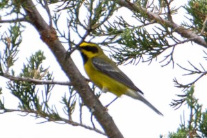 "Lawrence's" Warbler, Glenhurst Meadows, NJ, May 28, 2015 (photo by Robert Gallucci)