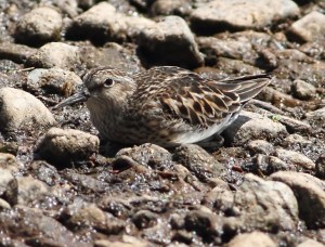 Least Sandpiper, Bridgewater, NJ, May 7, 2015 (photo by Jonathan Klizas)