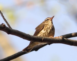 Louisiana Waterthrush, Rockaway Twp., NJ, May 3, 2015 (photo by Jonathan Klizas)