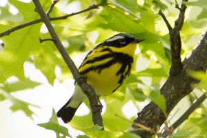 Magnolia Warbler, Glenhurst Meadows, NJ, May 13, 2015 (photo by Robert Gallucci)