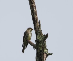 Olive-sided Flycatcher, Bamboo Brook OEC, NJ, May 20, 2015 (photo by Jonathan Klizas)