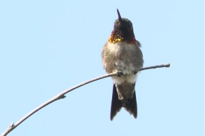 Ruby-throated Hummingbird, Morris Twp., NJ, May 4, 2015 (photo by Jonathan Klizas)