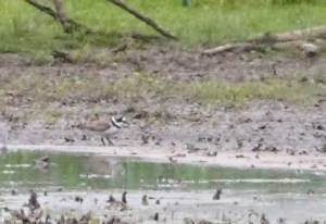 Semipalmated Plover, Hanover Twp., NJ, May 13, 2015 (document photo by Jonathan Klizas)