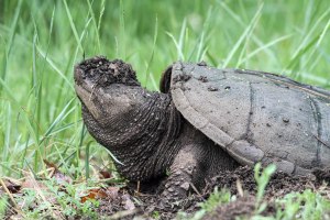 Snapping Turtle, Great Swamp NWR, May 17, 2015 (photo by Jonathan Klizas)