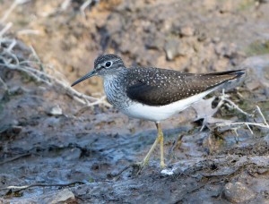 Solitary Sandpiper, Loantaka Brook Reservation, NJ, Apr. 30, 2015 (photo by Chuck Hantis)