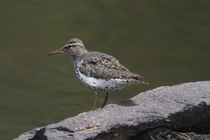 Spotted Sandpiper, Mahlon Dickerson Reservation, NJ,  May 15, 2015 (photo by Jonathan Klizas)
