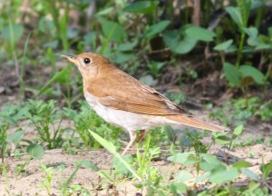 Veery, Morris Twp., NJ, May 4, 2015 (photo by Jonathan Klizas)