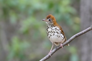 Wood Thrush, Mahlon Dickerson Reservation, NJ,  May 15, 2015 (photo by Jonathan Klizas)