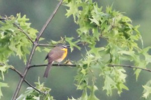 Document photo of Yellow-breasted Chat, Lord Stirling Park, NJ, May 17, 2015 (photo by Jonathan Klizas)