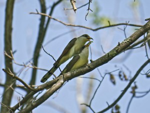 Yellow-billed Cuckoos, Great Swamp NWR, NJ, May 14 2015 (photo by Tom Ostrand)