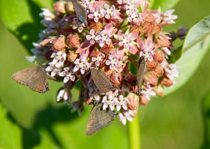 Banded Hairstreaks, Egbert Pond, Rockaway Twp., NJ, June 22, 2015 (photo by Jonathan Klizas)