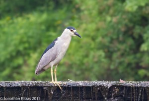 Black-crowned Night-Heron, Best Lake, Watchung, NJ, June 18 2015 (photo by Jonathan Klizas)