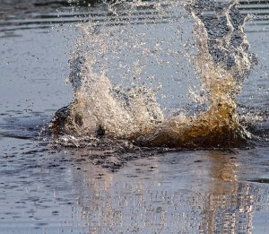 Beaver, Lost Lake, Jefferson Twp. NJ, June 14, 2015 (photo by Jonathan Klizas)