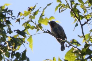 Blue Grosbeak, Lake Denmark, NJ, June 7, 2015 (documentation photo by Jonathan Klizas)