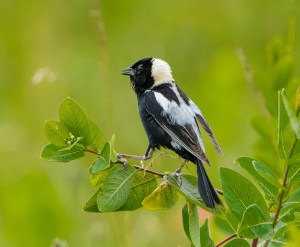 Bobolink, Harding Twp., NJ, June 29, 2015 (photo by Chuck Hantis)