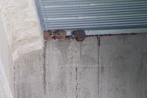 Cliff Swallow nests, Boonton Reservoir, NJ,  June 21, 2015 (photo by Jonathan Klizas)