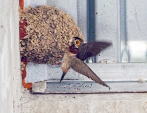 Cliff Swallow nests, Boonton Reservoir, NJ,  June 21, 2015 (photo by Jonathan Klizas)