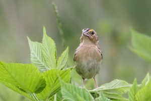 Grasshopper Sparrow, Negri-Nepote Grasslands, NJ, June 15, 2015 (photo by Jonathan Klizas)