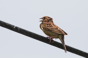 Grasshopper Sparrow, Negri-Nepote Grasslands, NJ, June 15, 2015 (photo by Jonathan Klizas)
