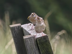 Grasshopper Sparrows, Negri-Nepote Grasslands, NJ, June 15, 2015 (photo by Jonathan Klizas)