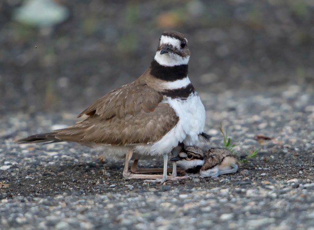 Killdeer, Melanie Lane Wetlands, Hanover, NJ, June 6, 2015 (photo by Chuck Hantis)