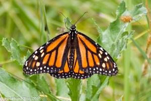 Monarch, Harding Twp., NJ, June 29, 2015 (photo by Jonathan Klizas)