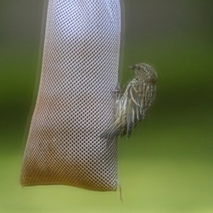 Pine Siskin, Morris Twp., NJ, June 9, 2015 (photo by Jonathan Klizas)