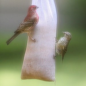 Pine Siskin with House Finch, Morris Twp., NJ, June 9, 2015 (photo by Jonathan Klizas)