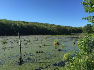 Rockaway River WMA, NJ, Jefferson Twp., NJ, June 24, 2015 (iPhone photo by Jonathan  Klizas)
