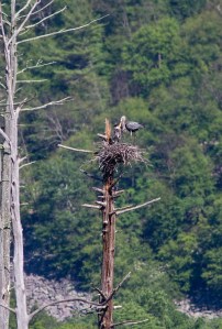 Heronry at Deerhaven Lake, Jefferson Twp. NJ, June 22, 2015 (photo by Jonathan Klizas)