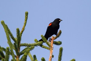 Red-winged Blackbird, Harding Twp., NJ, June 10, 2015 (photo by Jonathan Klizas)