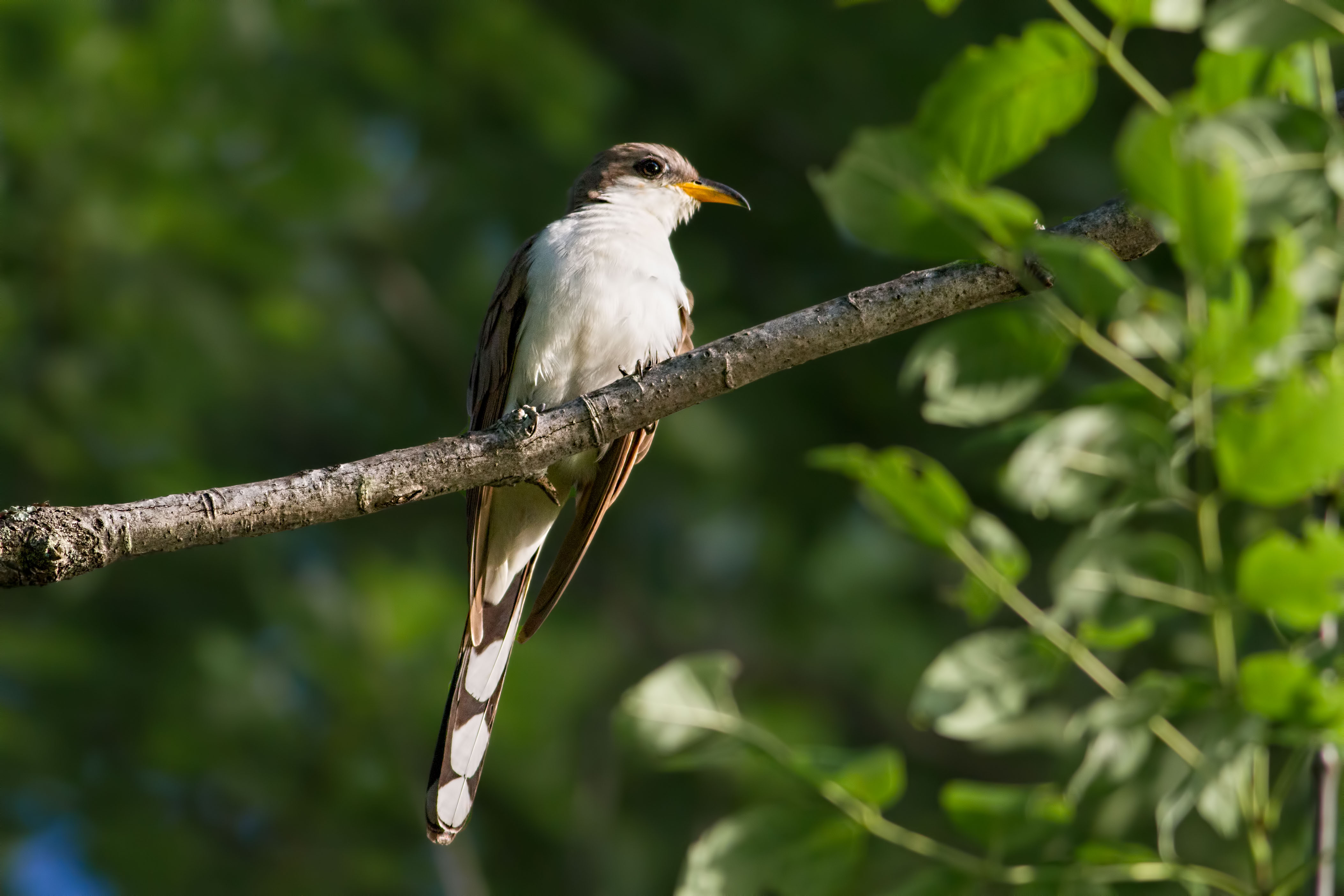 Yellowbilled Cuckoo, Egbert Pond, Rockaway Twp., NJ, June 22, 2015
