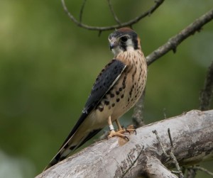American Kestrel, Great Swamp NWR, NJ, July 14, 2015 (photo by Chuck Hantis)